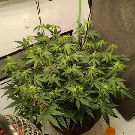 Gorilla Cookies Auto 20L Grow