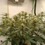 Gorilla Cookies Auto 20L Grow