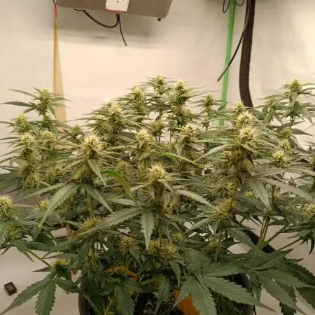 Gorilla Cookies Auto 20L Grow