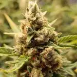Gorilla Cookies Auto 20L Grow