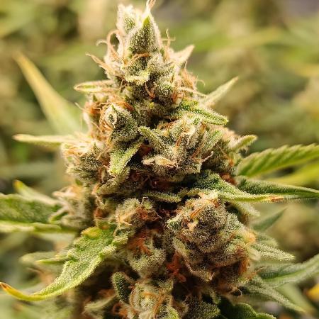 Gorilla Cookies Auto 20L Grow