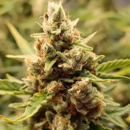 Gorilla Cookies Auto 20L Grow