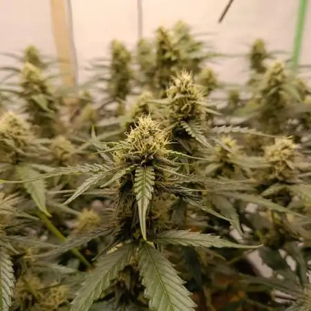 Gorilla Cookies Auto 20L Grow