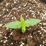 Gorilla Cookies Auto 20L Grow