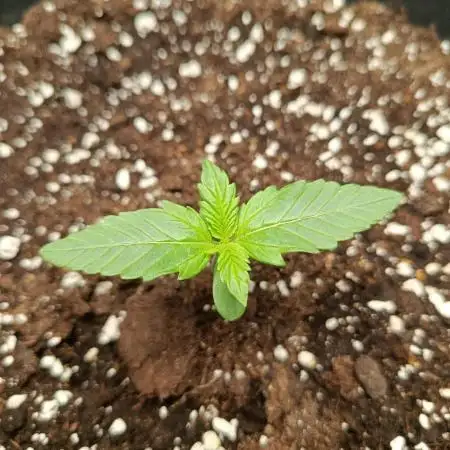 Gorilla Cookies Auto 20L Grow