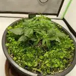 Gorilla Cookies Auto 20L Grow