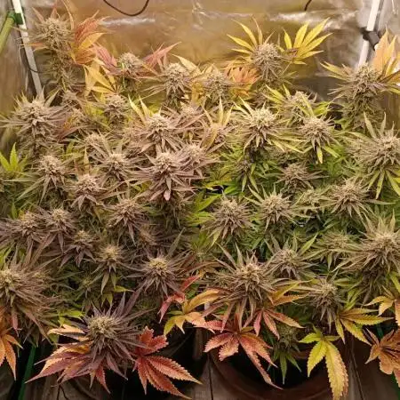 Frozen Black Cherry