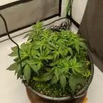 Gorilla Cookies Auto 20L Grow