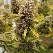 Gorilla Cookies Auto 20L Grow