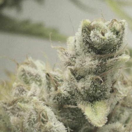 Gorilla Cookies Auto 20L Grow