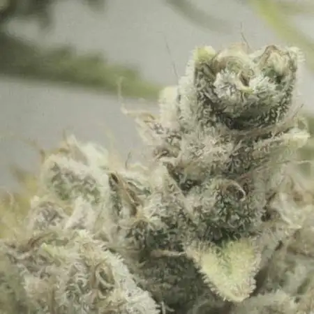 Gorilla Cookies Auto 20L Grow