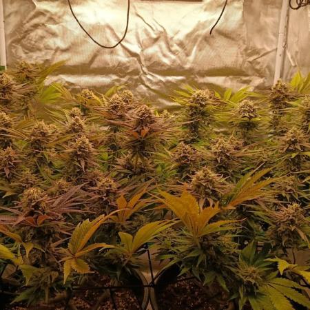 Frozen Black Cherry