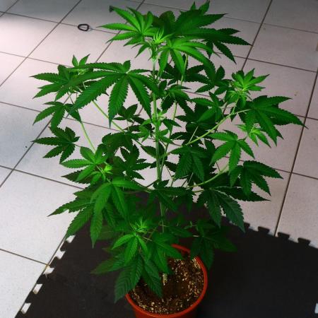papayaStank