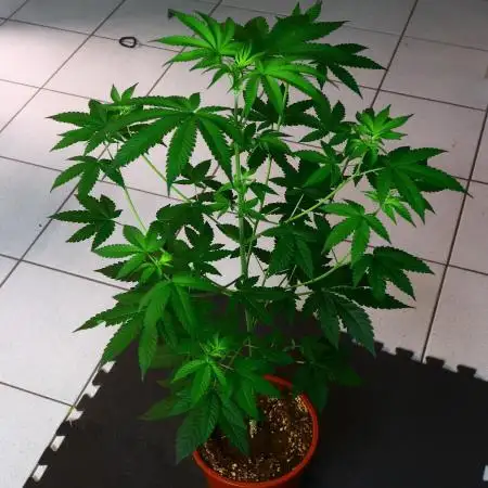 papayaStank