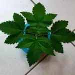 papayaStank