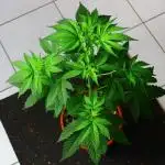papayaStank