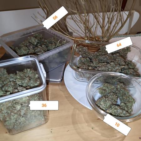 Glue gelato - comeback after 2 years