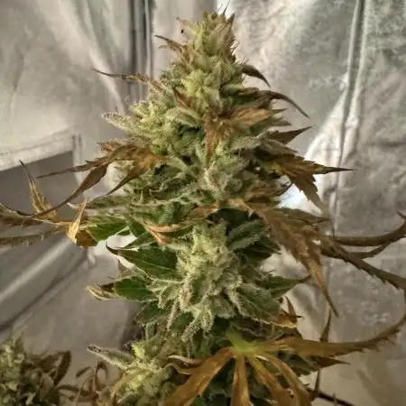 Auto Black Opium