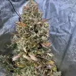 Auto Big Demon
