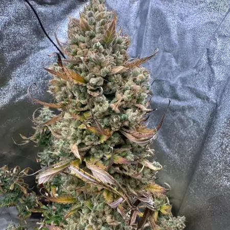 Auto Big Demon