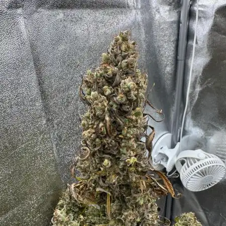 Auto AK-47 XL