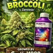 Eternity Grow Cup 2026 Sticky Broccoli