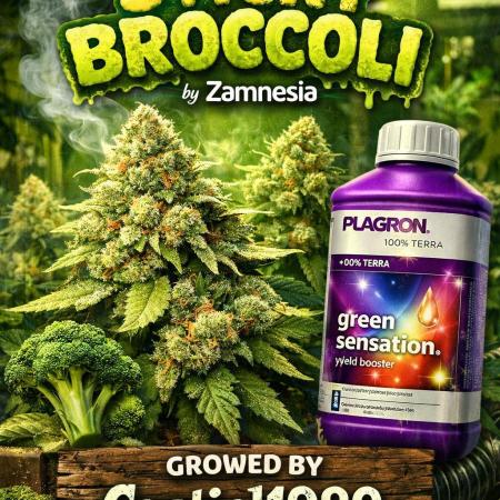 Eternity Grow Cup 2026 Sticky Broccoli