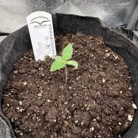 Auto AK-47 XL