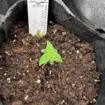 Auto Black Opium