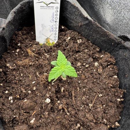 Auto Black Opium