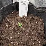 Auto Big Demon