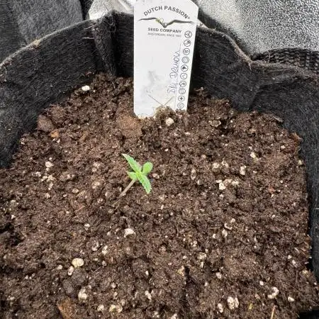 Auto Big Demon