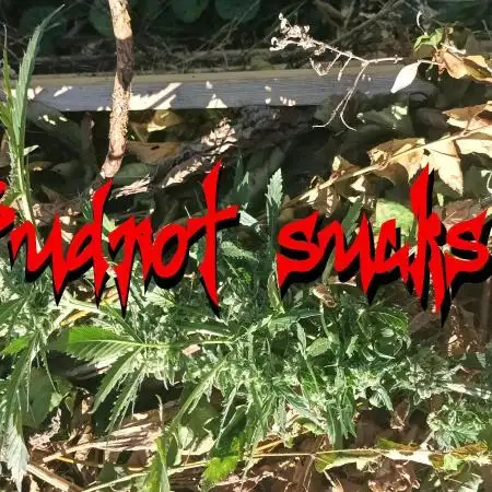 WSS Skunk Auto - Puuuuuuhhhhh -