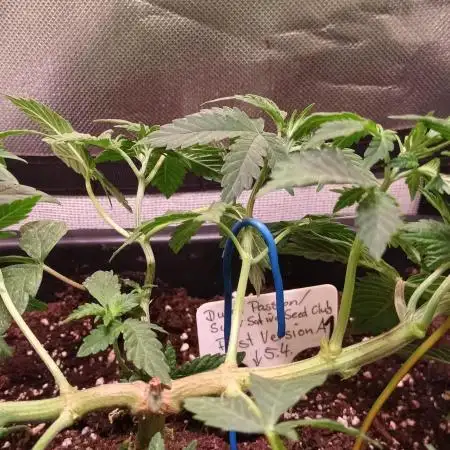 ++++ Fast Version A ++++ Strain A ++++ Hybrid (I/S) ++++  6-7 weeks flowering ++++  Fruity, Sweet, Candy ++++