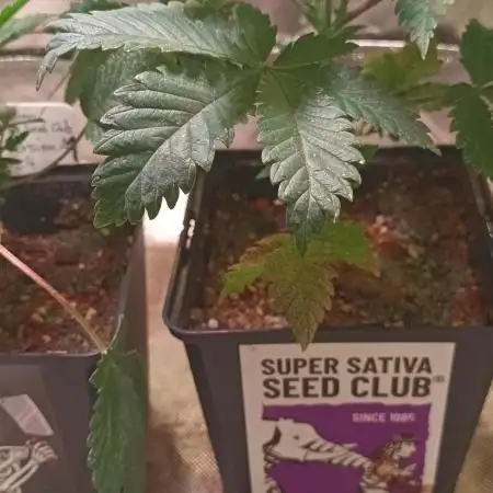 ++++ Fast Version A ++++ Strain A ++++ Hybrid (I/S) ++++  6-7 weeks flowering ++++  Fruity, Sweet, Candy ++++