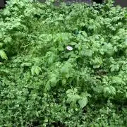 Indoor Grow, first time setup