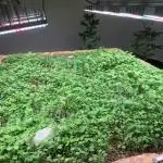 Indoor Grow, first time setup