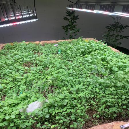 Indoor Grow, first time setup