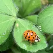 Heltah Skeltah Round #1