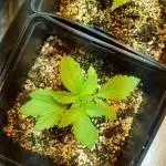 White Widow [Indoor] [400W]