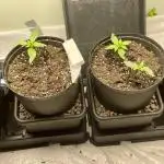 Homemade seeds,FB Gorilla Cookies Auto