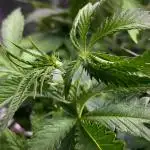 Homemade seeds,FB Gorilla Cookies Auto