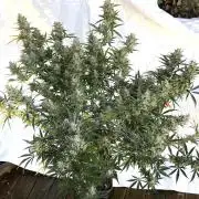 Homemade seeds, Gorilla Cookies Auto F2