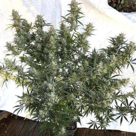 Homemade seeds, Gorilla Cookies Auto F2