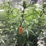 Homemade seeds,FB Gorilla Cookies Auto