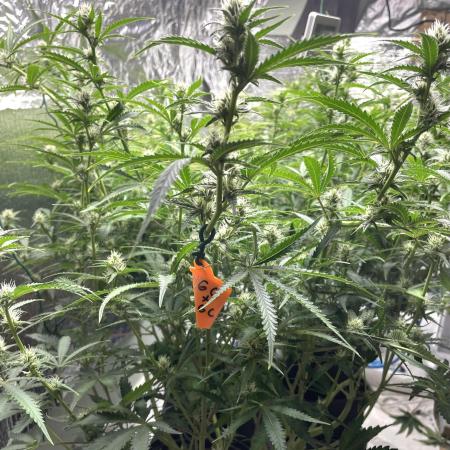 Homemade seeds,FB Gorilla Cookies Auto