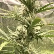 Homemade seeds,FB Gorilla Cookies Auto