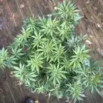 Homemade seeds,FB Gorilla Cookies Auto