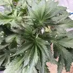 Homemade seeds,FB Gorilla Cookies Auto