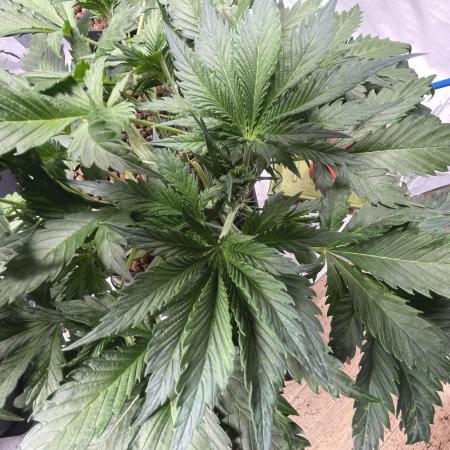 Homemade seeds,FB Gorilla Cookies Auto